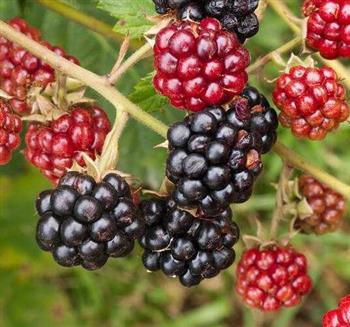 你不知的黑莓七大功效 提升免疫促消化