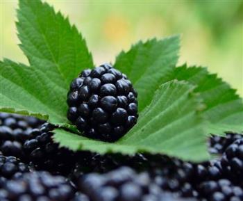 英国顶尖营养师盘点黑莓功效