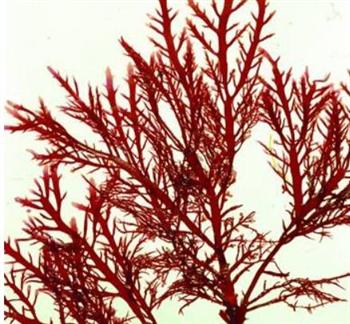 清肺化痰吃什么食物好？如何饮食