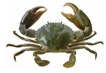 锯缘青蟹能和西红柿 一起吃吗/同吃_锯缘青蟹和西红柿 相克吗 锯缘青蟹能和西红柿 一起吃吗/同吃_锯缘青蟹和西红柿 相克吗