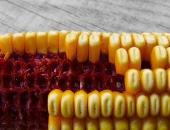 玉米烙怎么做 吃玉米粒的好处