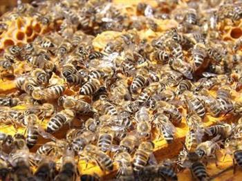 怎么鉴别是真蜂蜜还是假蜂蜜 真假蜂蜜区分方法