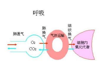 什么是周围性呼吸衰竭 如何治疗这类疾病