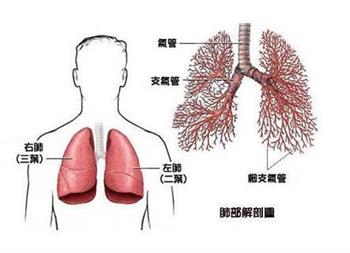 肺癌的四种病理类型 肺癌的临床及治疗方式