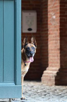 得了狂犬病一定会死吗 狂犬病怎么治疗