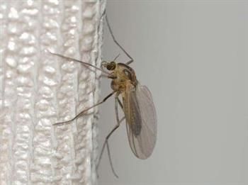 为什么蚊子叮咬后会起水泡溃烂 蚊虫叮咬后会传播什么疾病