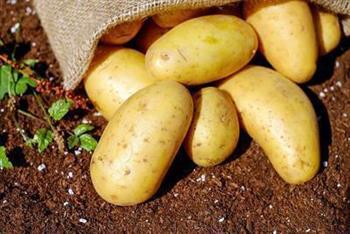 糖尿病人能吃土豆和地瓜吗 糖尿病人应该如何护理