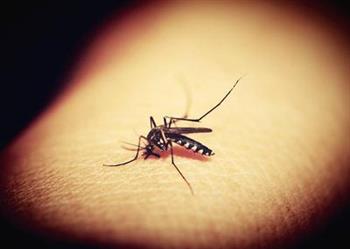 为什么蚊子叮咬后会起水泡溃烂 蚊虫叮咬后会传播什么疾病
