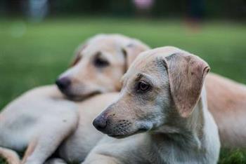 狂大疫苗几天打最有效 注射狂犬病疫苗的注意事项