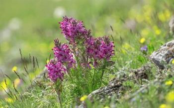 前列腺癌手术时应切除那个部位 前列腺癌可以分为哪些类