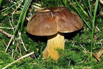 草菇的药用功效与作用具体有哪些 草菇具体的做法有哪些