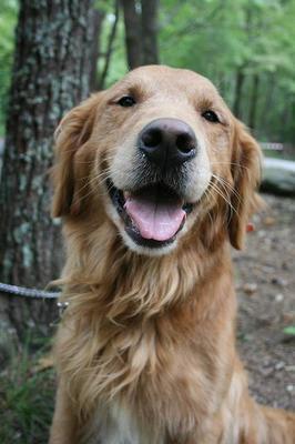 狂犬病发病会学狗叫吗 狂犬病的危害