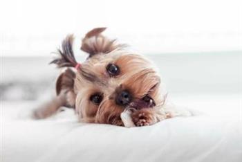 狗狗得了空调病吃什么 预防狗狗得空调病的措施有哪些