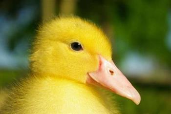 鸭子炖汤胆固醇高吗 不适合吃鸭子的人群