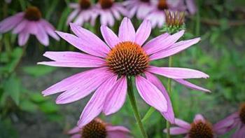 额头的痤疮怎么调理 如何保养自己的皮肤