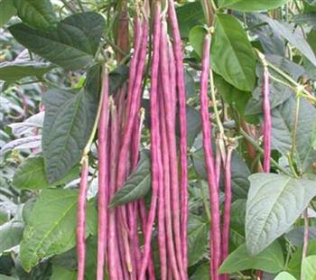 紫红豇豆的功效与作用_紫红豇豆的营养价值_紫红豇豆禁忌人群
