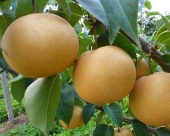 圆黄梨能和羊排一起吃吗/同吃_圆黄梨和羊排相克吗 圆黄梨能和羊排一起吃吗/同吃_圆黄梨和羊排相克吗