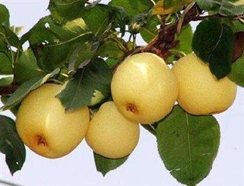 梨子能和梭子蟹一起吃吗/同吃_梨子和梭子蟹相克吗 梨子能和梭子蟹一起吃吗/同吃_梨子和梭子蟹相克吗