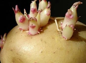 土豆发芽后怎样吃才安全？