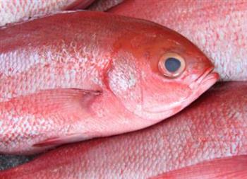 红鲷鱼由雌变雄的原因