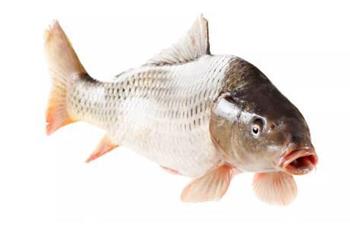 吃鲤鱼搭配粗粮 可促进维生素B1的吸收