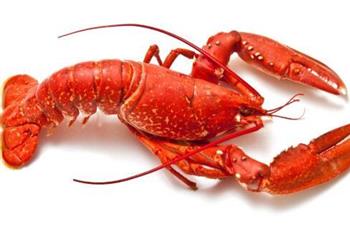 吃龙虾7注意 虾头和虾线千万不要吃饮食禁忌