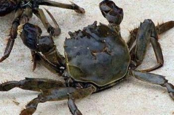 螃蟹和什么不能一起吃 吃螃蟹时千万要注意这个