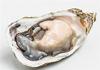 牡蛎的功效与作用牡蛎的药用价值