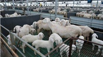 位于“中国湖羊之乡”的牧源食品，湖羊产业数字化运营