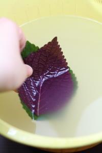 紫苏椒麻千层肚丝的做法步骤12
