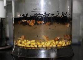 芝香核桃豆浆的做法步骤2