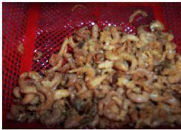 海米韭菜肉包的做法步骤1