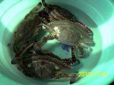 清蟹海蛎粥的做法步骤2
