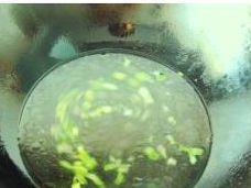 海藻芽豆腐汤的做法图解4