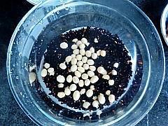 双黑米豆浆的做法步骤2
