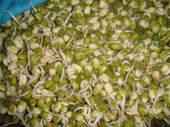 自制绿豆芽的做法步骤10