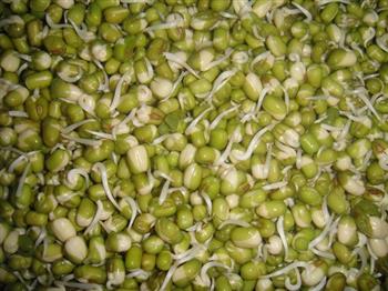 自制绿豆芽的做法步骤7