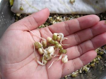 生发绿豆芽的做法步骤8