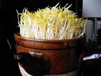 砂锅生绿豆芽的做法步骤11