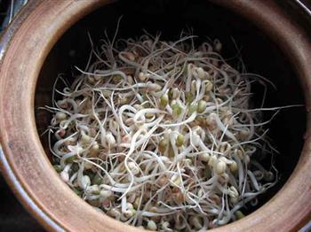 砂锅生绿豆芽的做法图解7