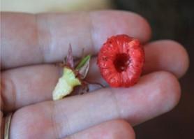 树莓果酱的做法图解2