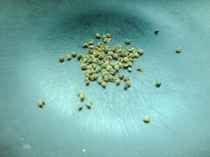 椒盐蚕豆的做法步骤4