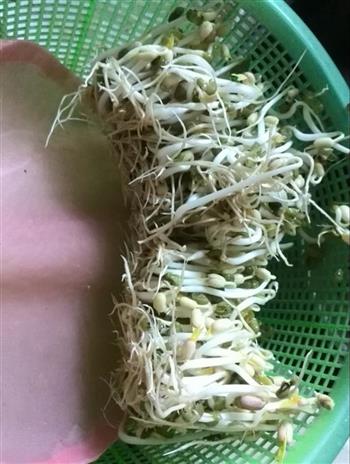 自发绿豆芽的做法步骤7