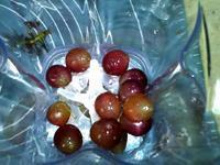 葡萄花生白菜饮的做法步骤3