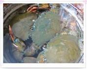 清水煮青蟹的做法步骤2