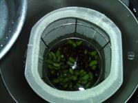 青红豆浆的做法步骤7
