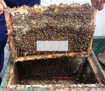 蜂蜜的做法图解1
