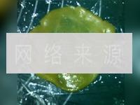 广式椰心莲蓉月饼的做法步骤8