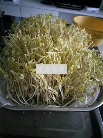 自发绿豆芽的做法步骤4