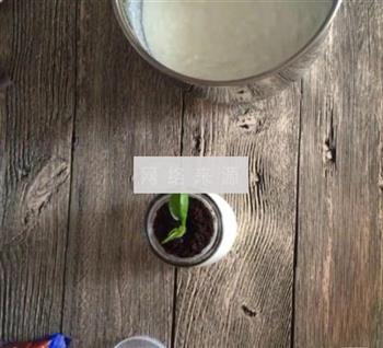 盆栽酸奶的做法步骤13